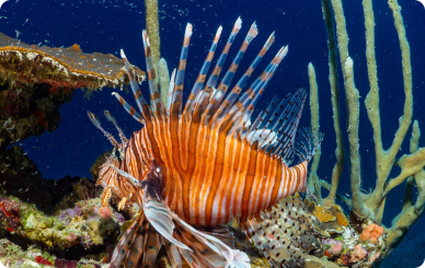  Lionfish swimming near coral in a blue ocean background